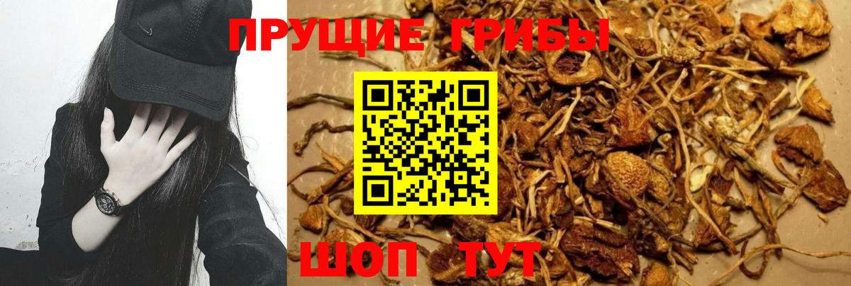 Каменка  Галлюциногенные грибы MAGIC MUSHROOMS  Вход с VPN  Галлюциногенные грибы прущие грибы 